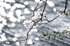 水際の花