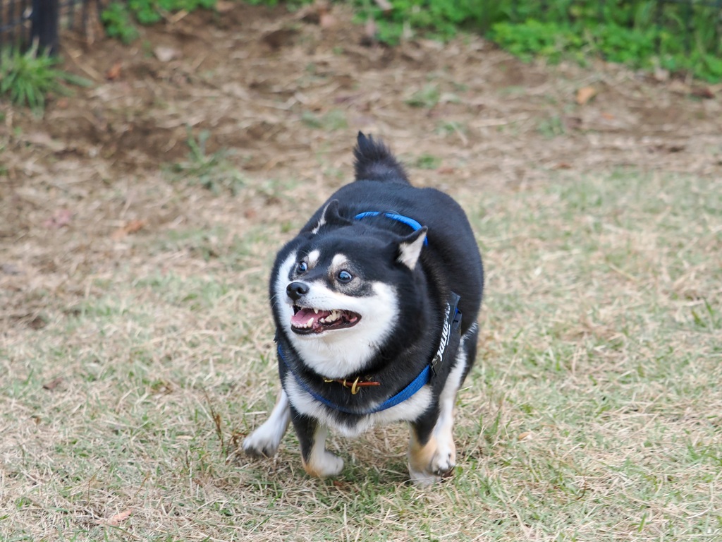 全力疾走