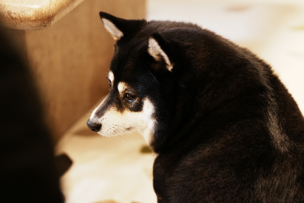 おねだりしたけど何ももらえない