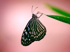 ステンドグラスのような