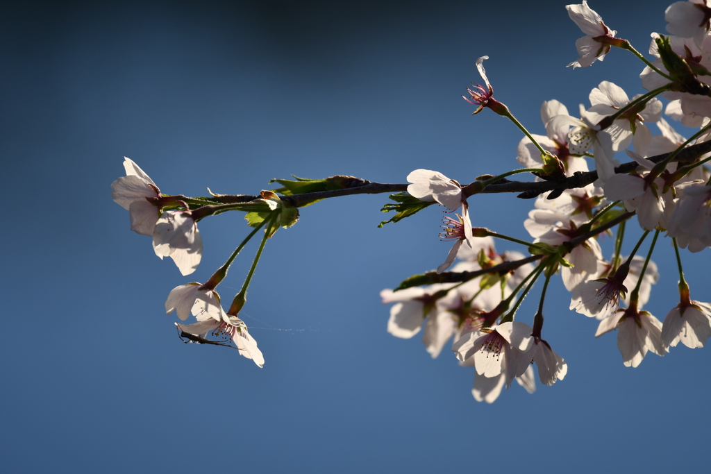 桜