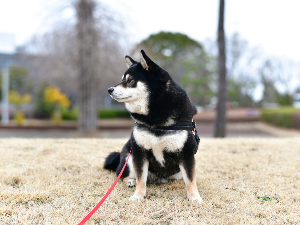 柴犬の首は太い