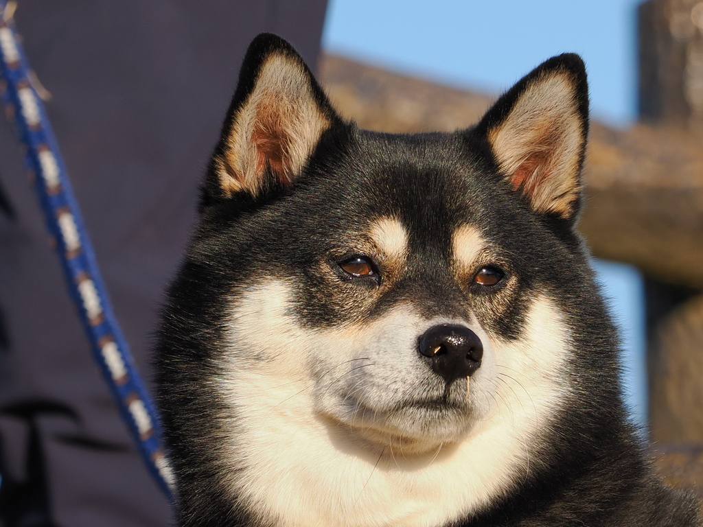 飛行機来ないじゃん