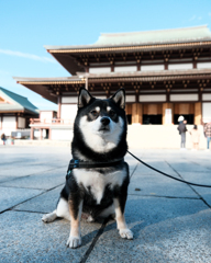 成田山に行ったよ