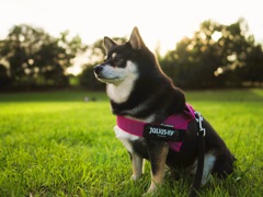 たそがれ柴犬