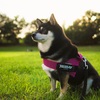 たそがれ柴犬