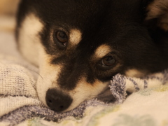 眠くなっちゃった