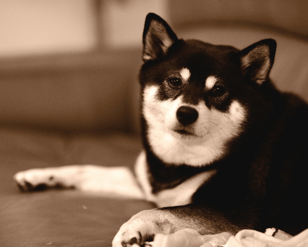 何か言いたげな顔