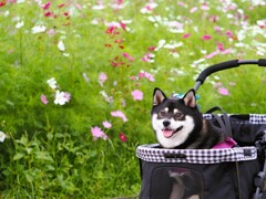 コスモスと柴犬