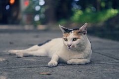 息栖神社　参道の猫