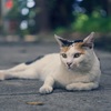 息栖神社　参道の猫