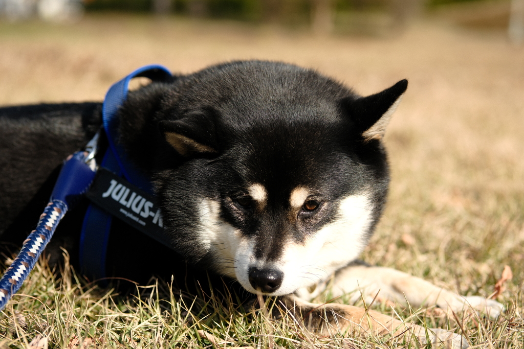 睨む