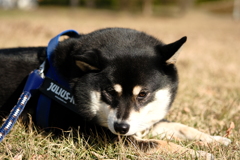 睨む