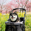 菜の花と花桃