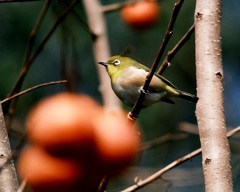 丸いメジロと丸い柿