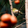 丸いメジロと丸い柿