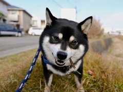 ムシャムシャ