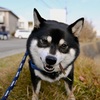 ムシャムシャ
