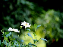 蜂とダリア