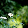 蜂とダリア