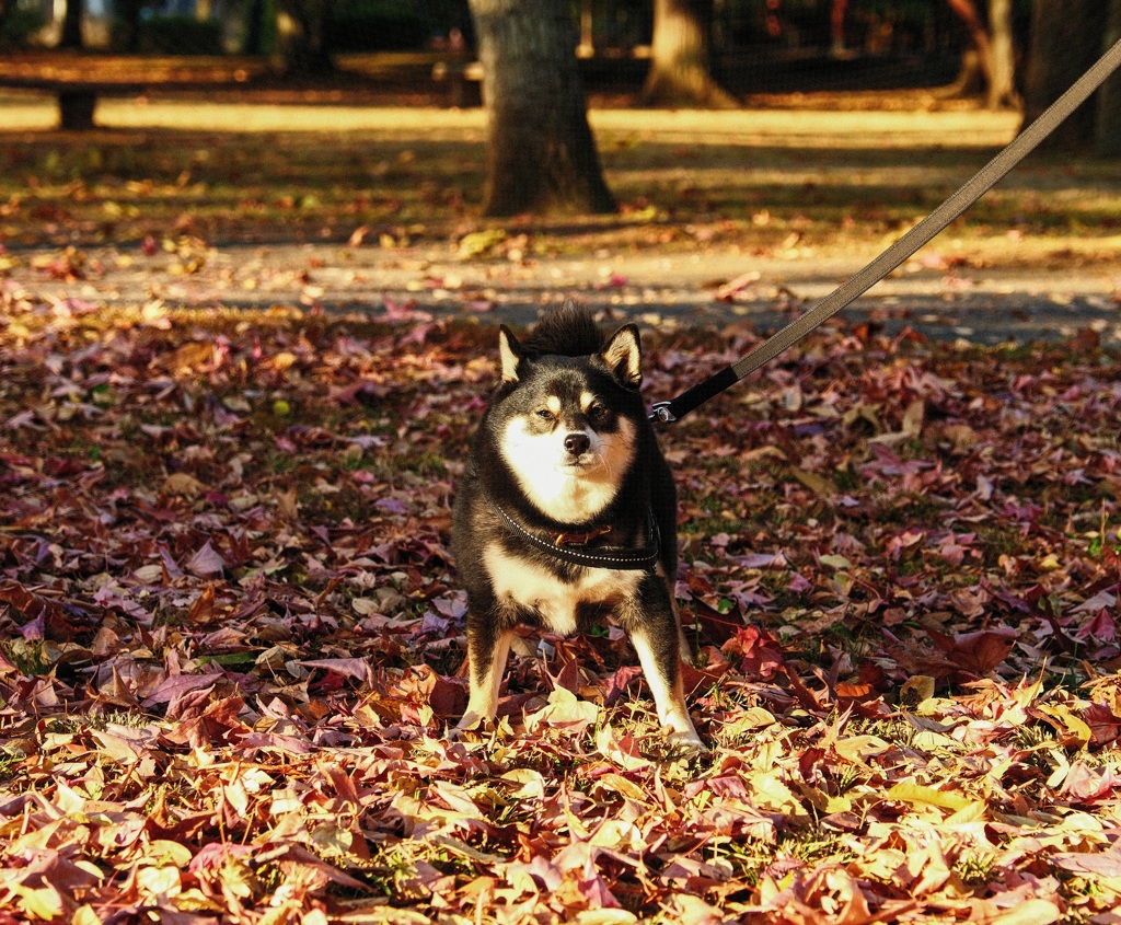 落ち葉の公園