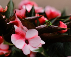 花を愛でる