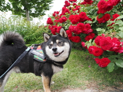 柴犬と薔薇