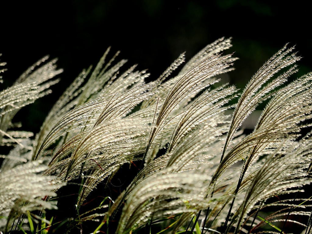 きらきらひかる