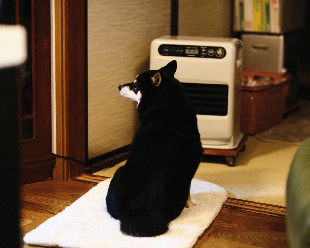 ストーブ犬