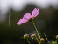 雨の日のコスモス