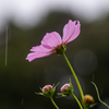 雨の日のコスモス