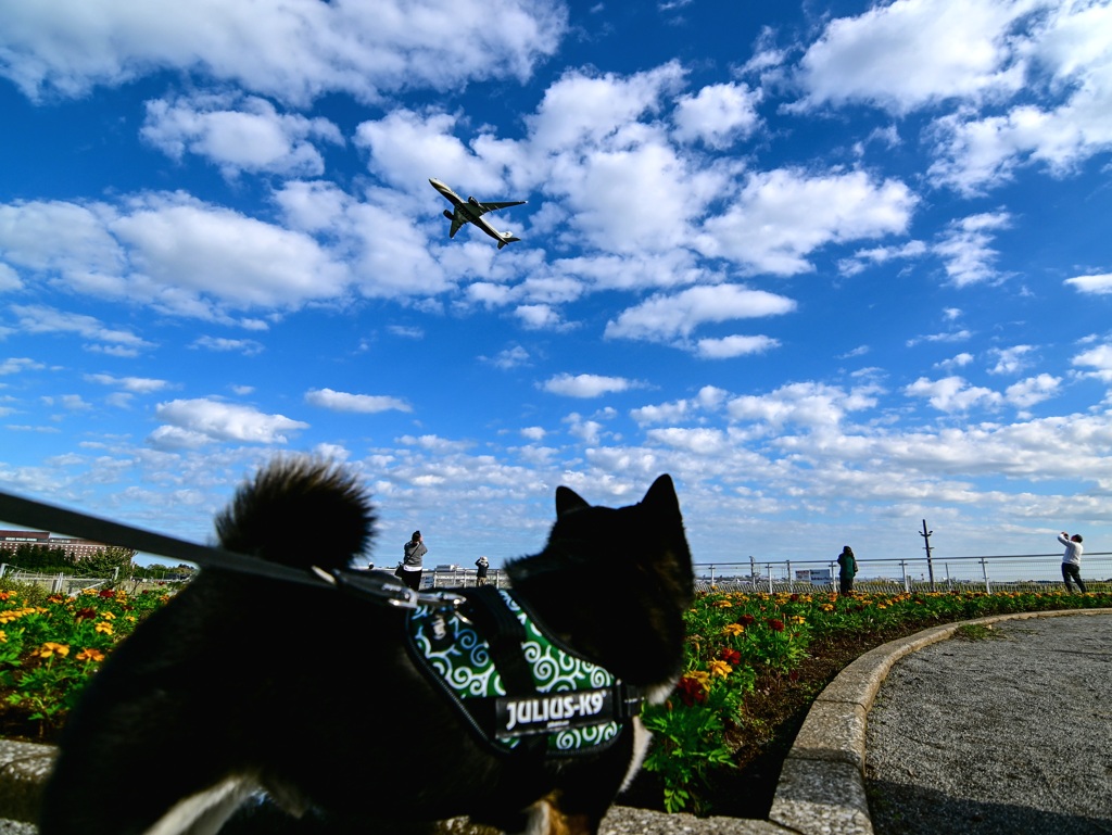 なんか飛んでるぞ