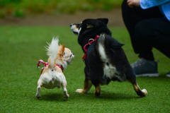 古い写真　競走