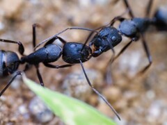 蟻同士の争い
