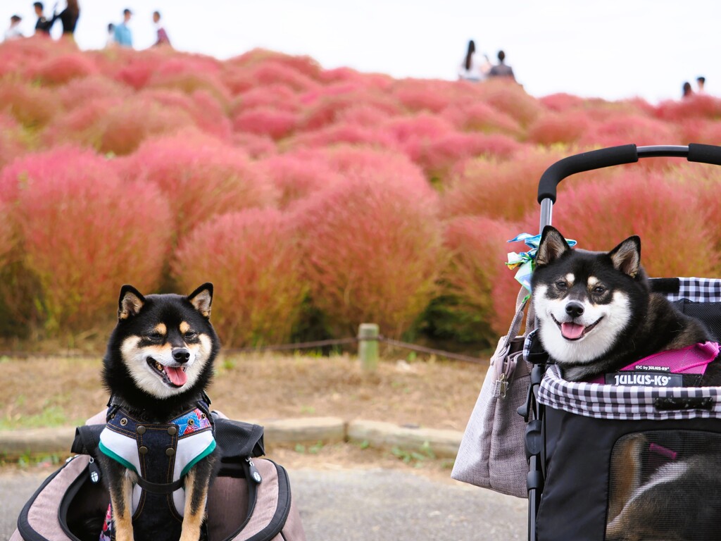 黒柴ちゃんと記念撮影