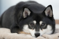 母ちゃんがボクを置いて行っちゃった