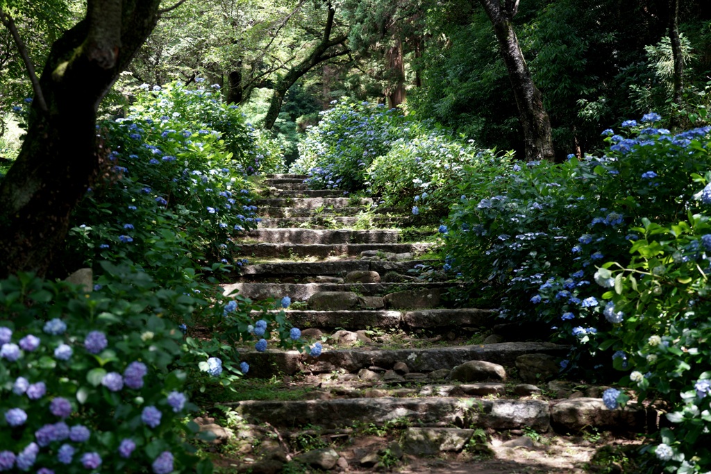 あじさいの小径