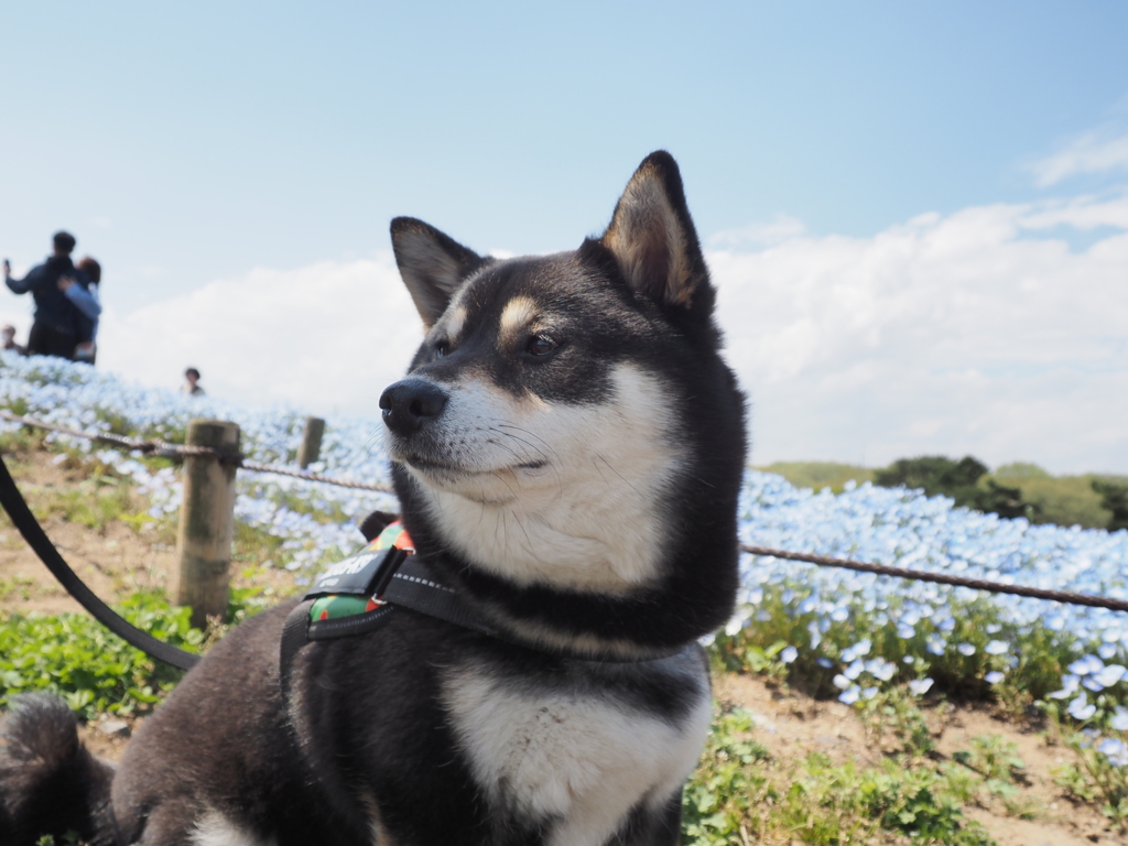 柴犬とネモフィラ