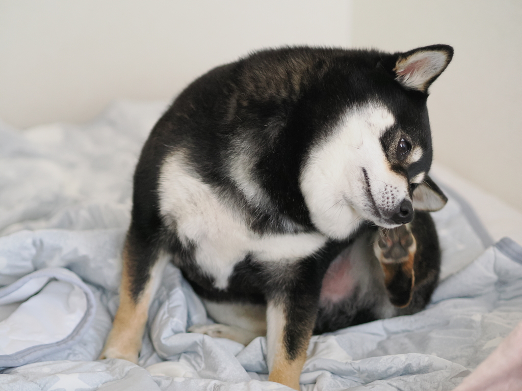 布団の上でも容赦しないぜ