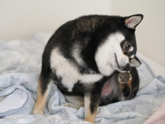 布団の上でも容赦しないぜ