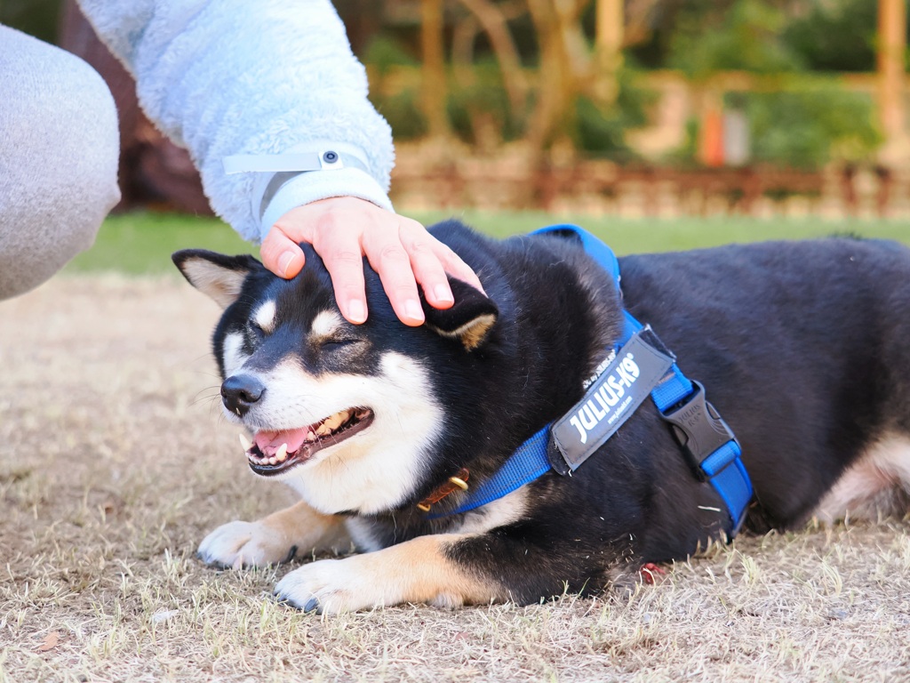 やっぱりボクは
