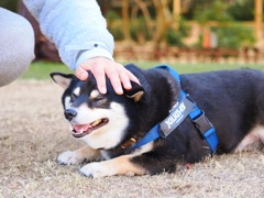 やっぱりボクは
