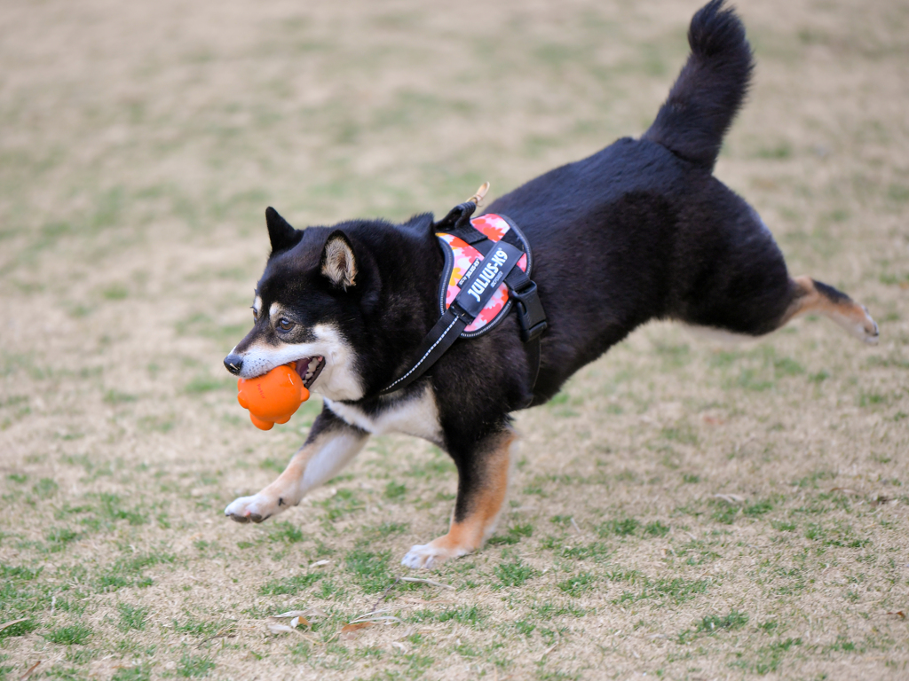 クマちゃん大好き