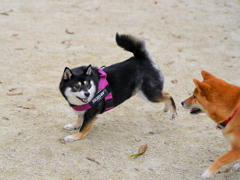 柴犬同士仲良くしようよ