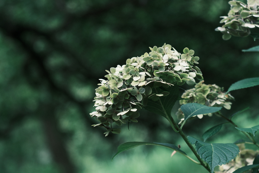 紫陽花