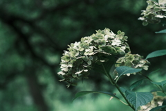 紫陽花