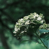 紫陽花