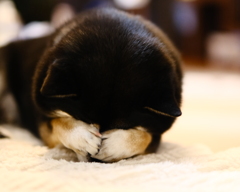 眠くなっちゃった