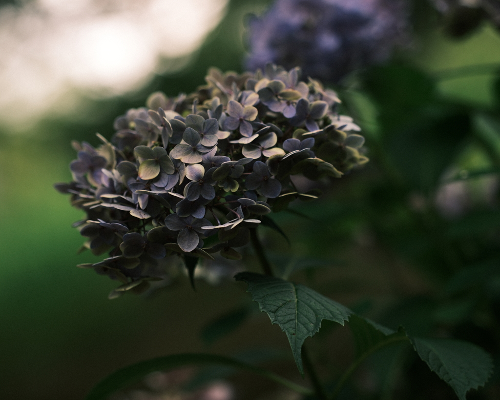紫陽花