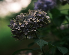 紫陽花